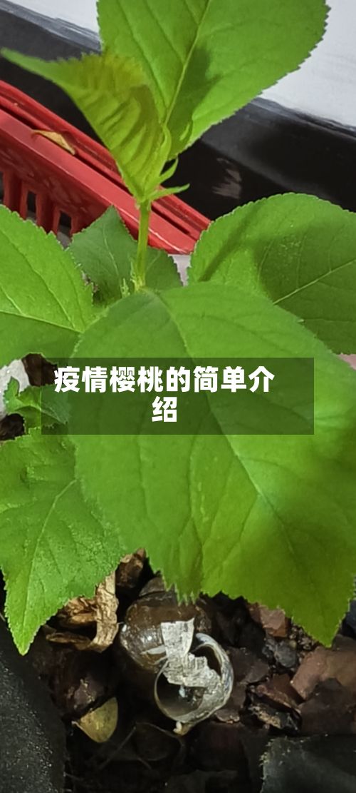 疫情樱桃的简单介绍-第3张图片